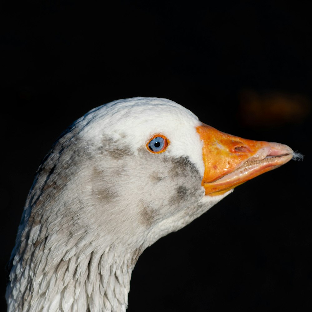 a close up of a duck with a black background