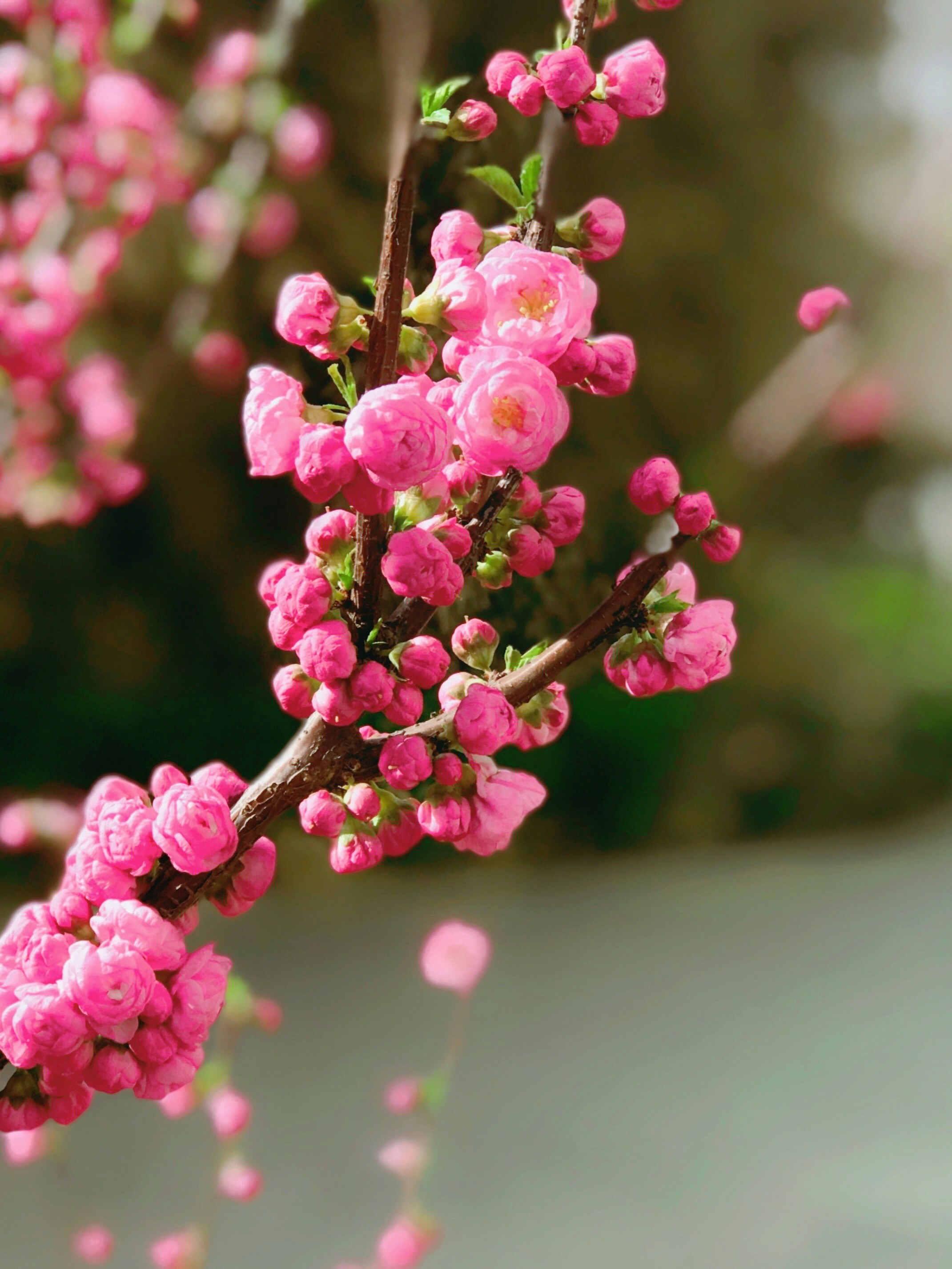 Photo by naturesgrace