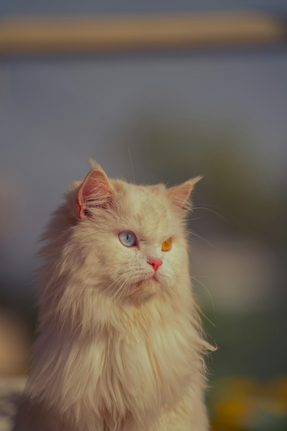 a white cat with blue eyes sitting on a table