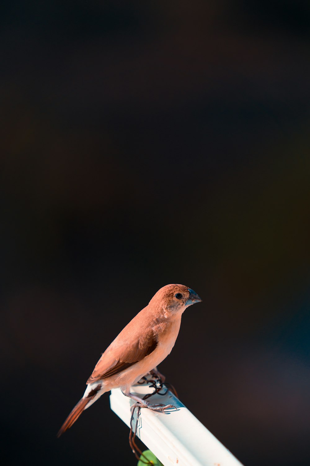 a small brown bird perched on top of a white pole