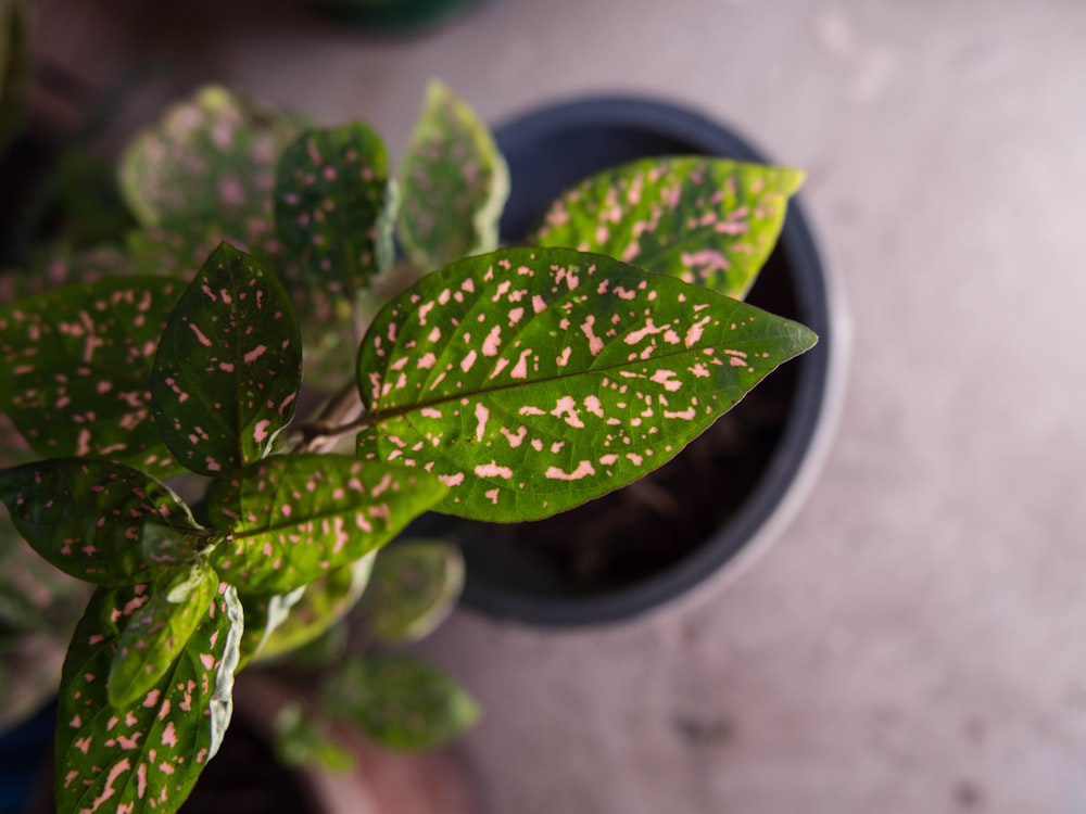 a close up of a green plant with brown spots
