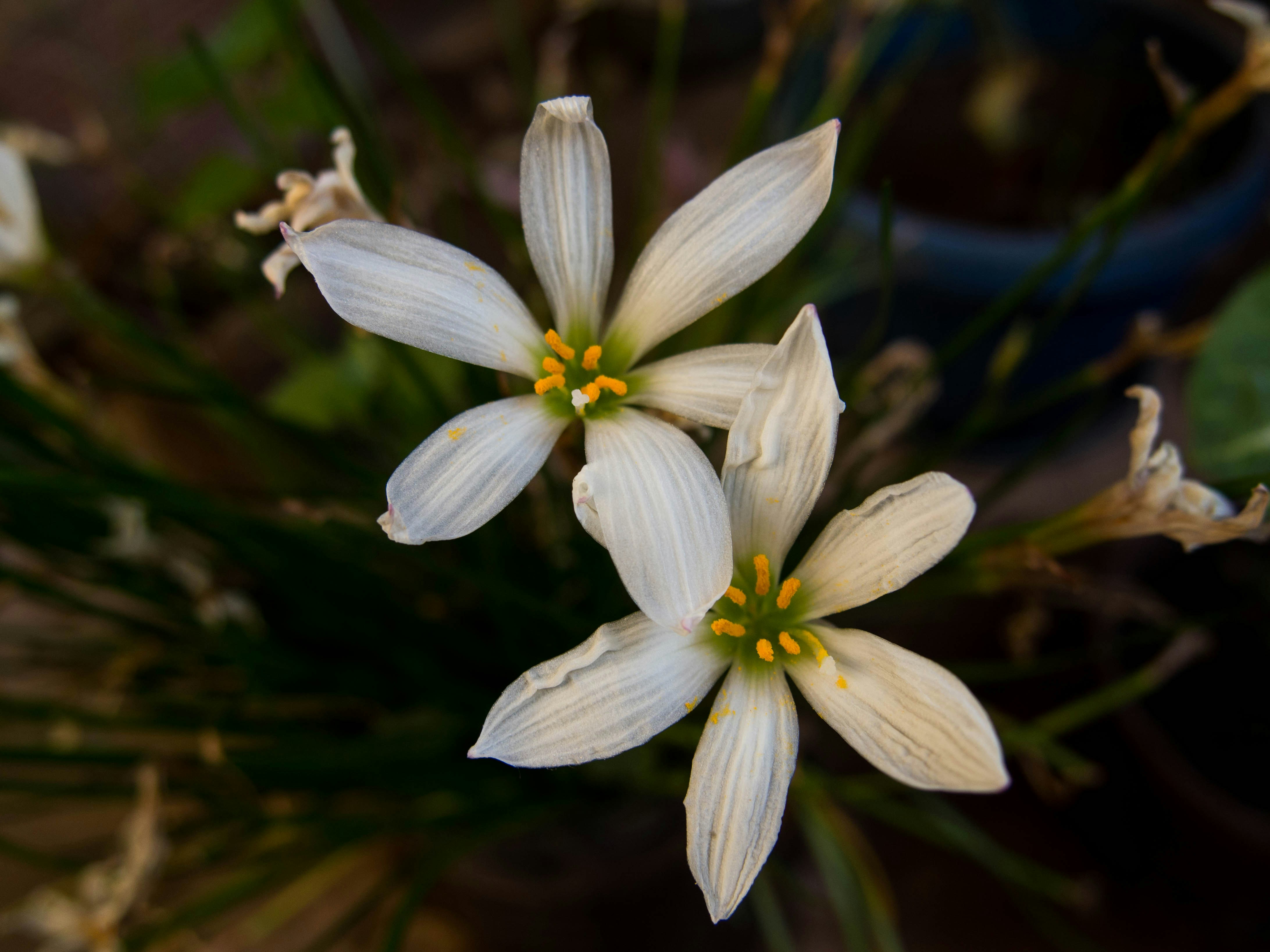 three white flowers with yellow stamens in a pot