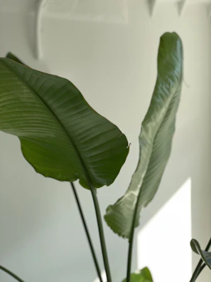 Softly lit leaves with veins showing intricate detail, resting on a smooth green surface.