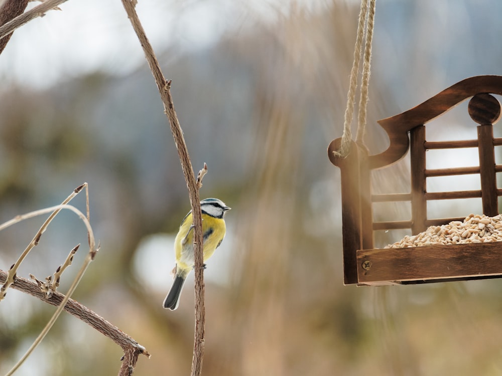 a bird feeder hanging from a tree branch