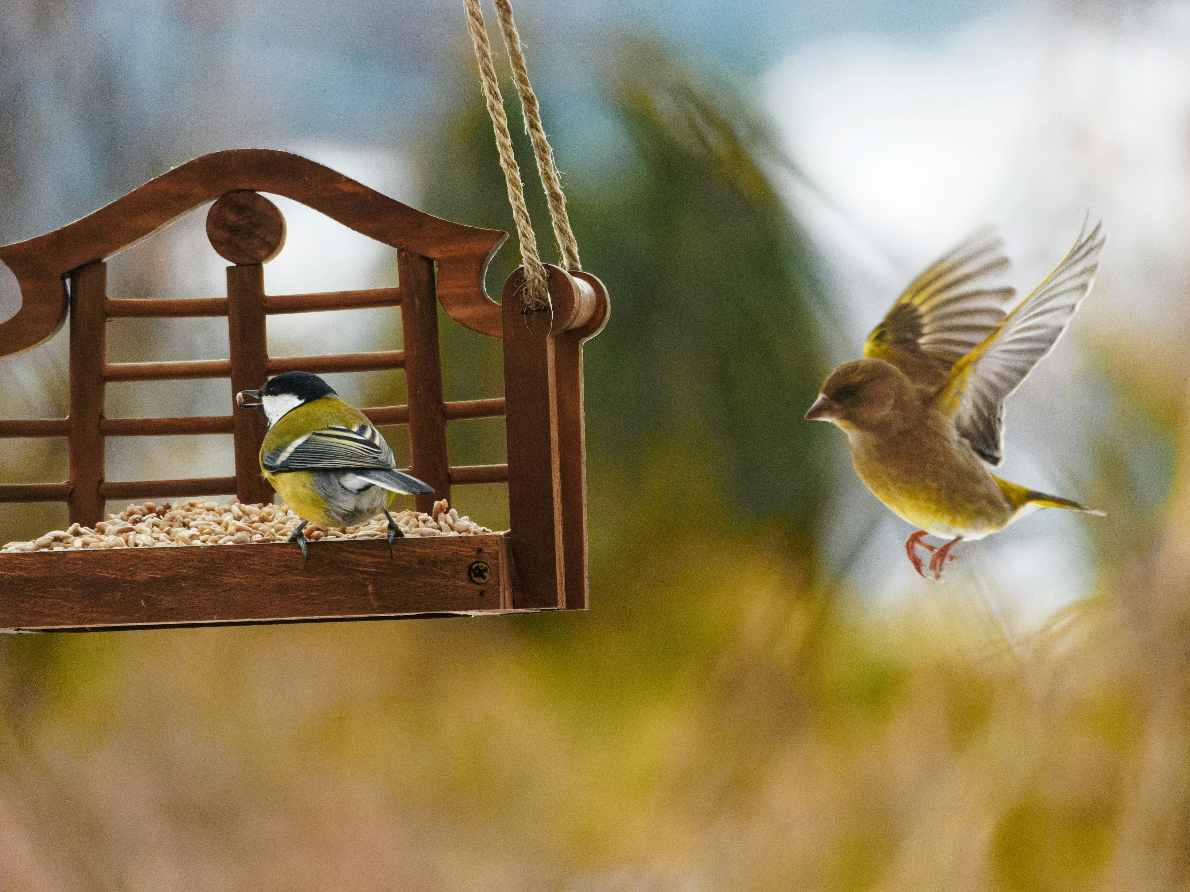 10 Bird Feeding Tips to Keep Birds Safe from Predators