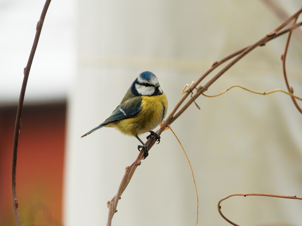 a small blue and yellow bird sitting on a branch