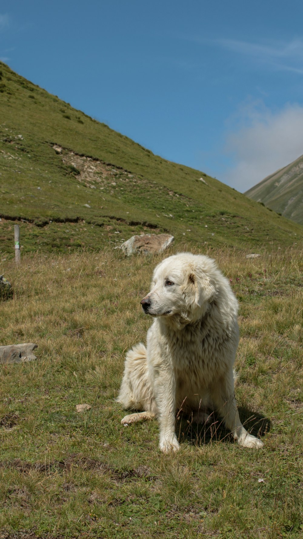 a large white dog sitting on top of a lush green hillside