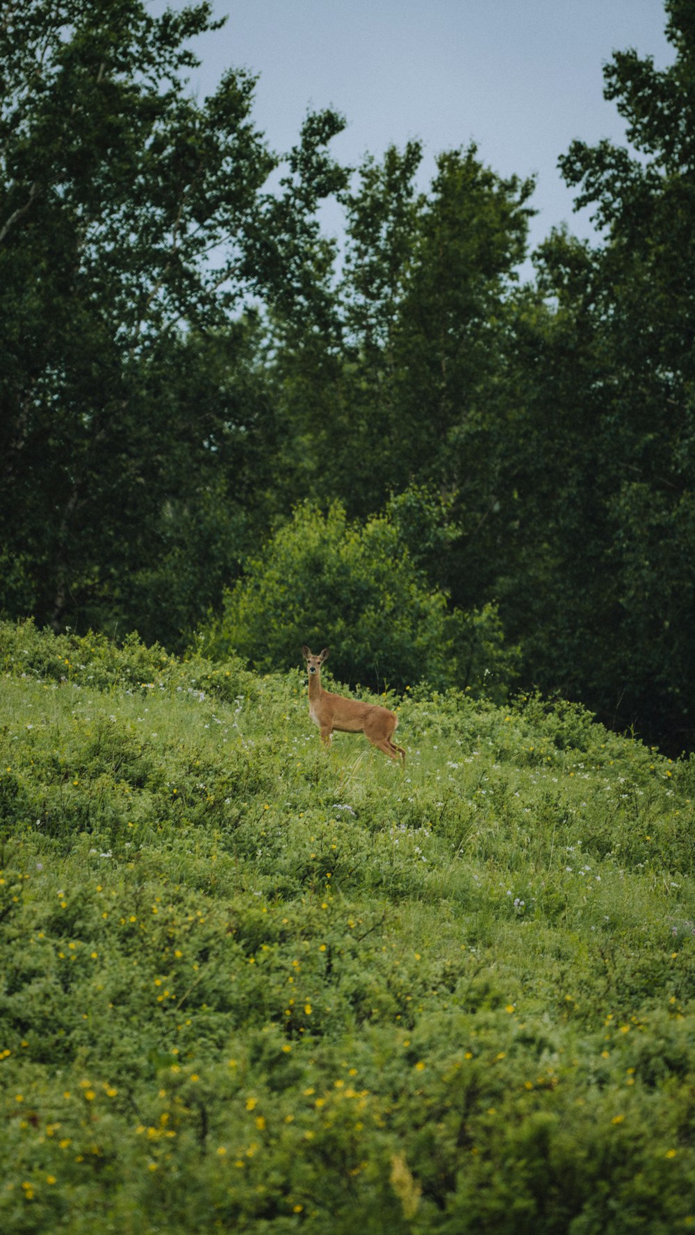 a deer standing on a lush green hillside