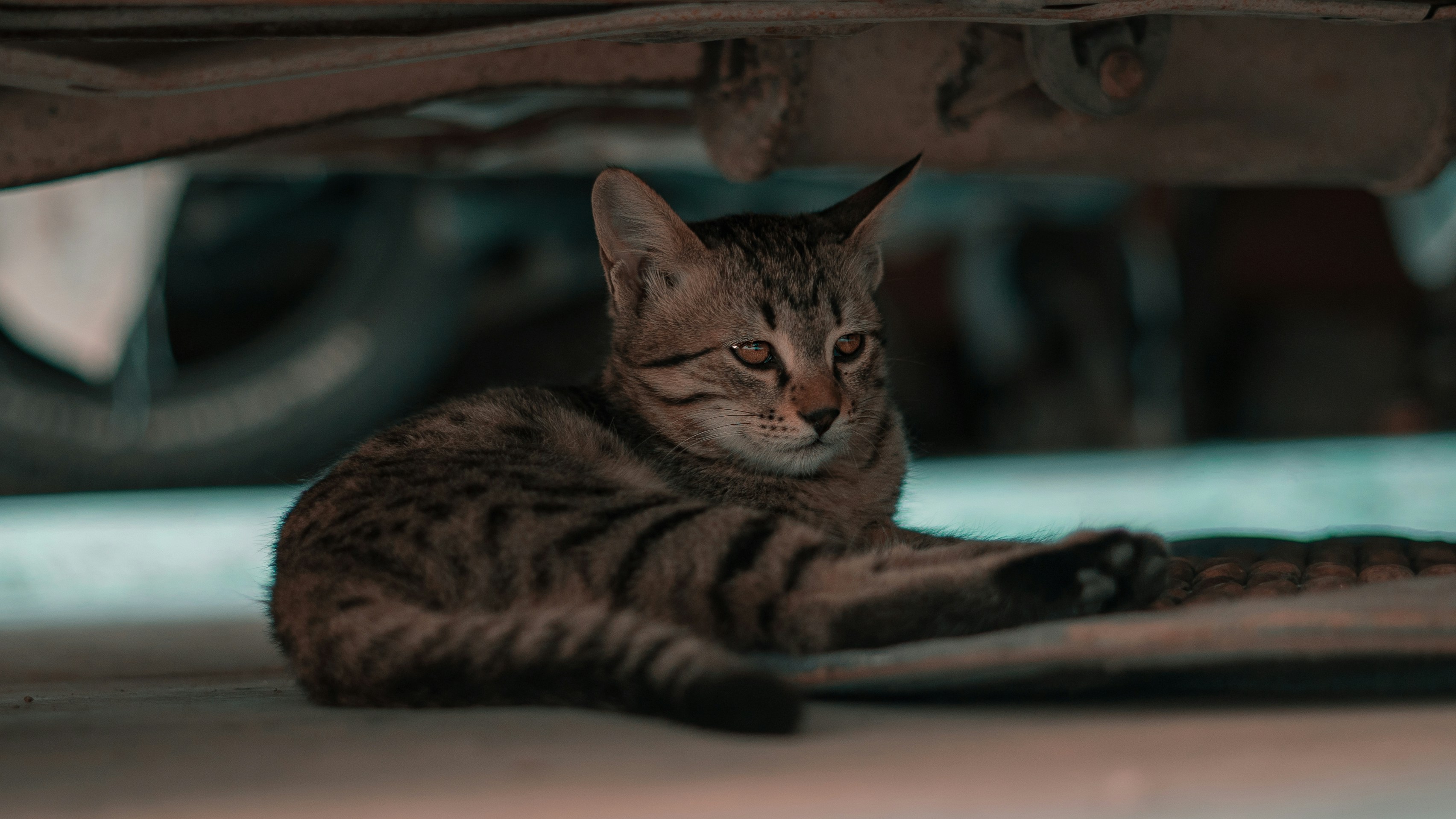 Respecting the Cat’s Point of View (image credits: unsplash)