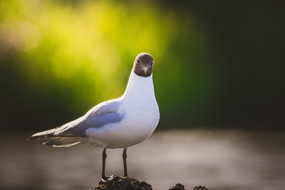 a bird standing in front of a body of water