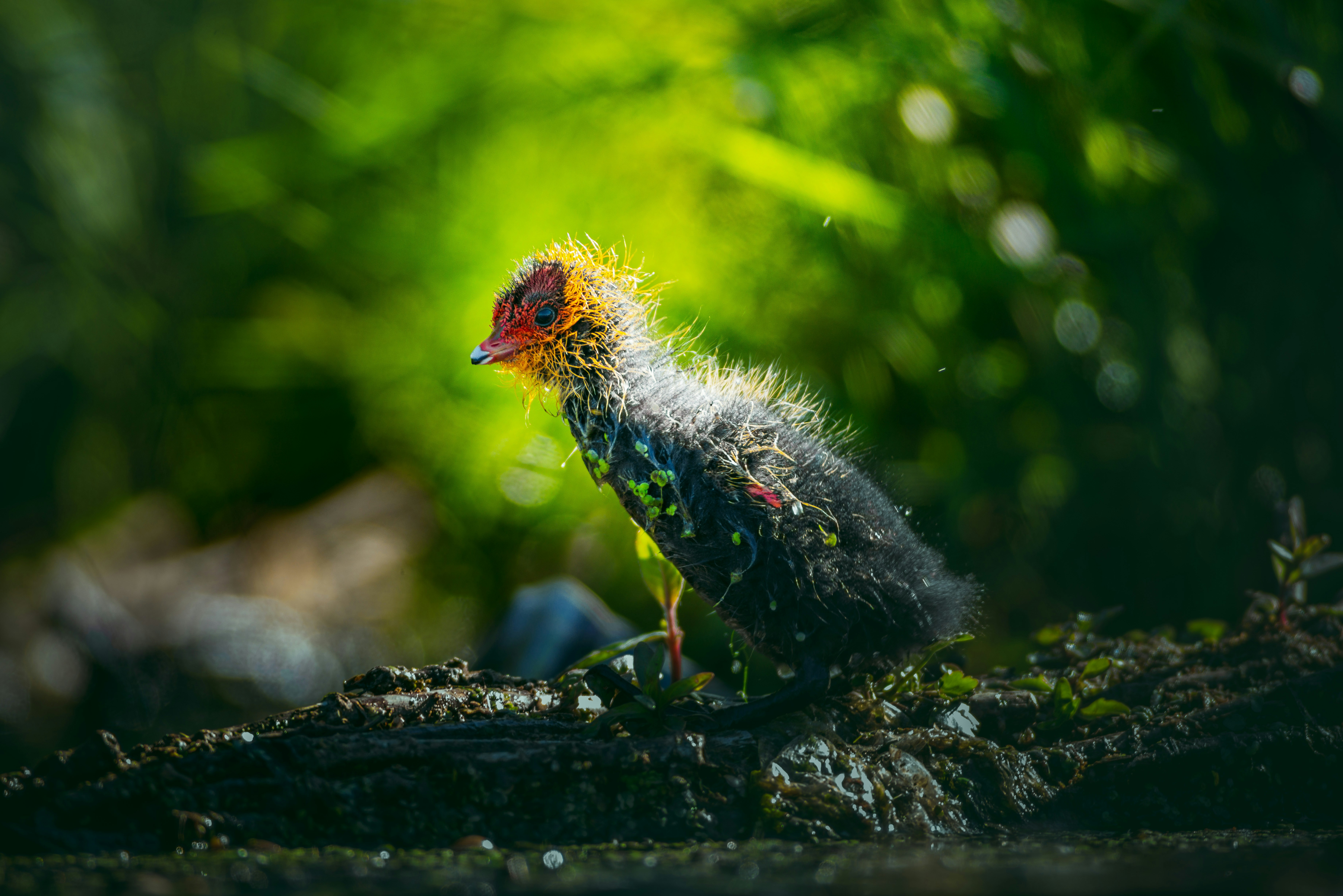 Chick Coot, bird, wildlife, outdoor, nature, isolated, wild ✓ follow me on Instagram: instagram.com/dkomov ✓ downloads more in my site: dkomov.com