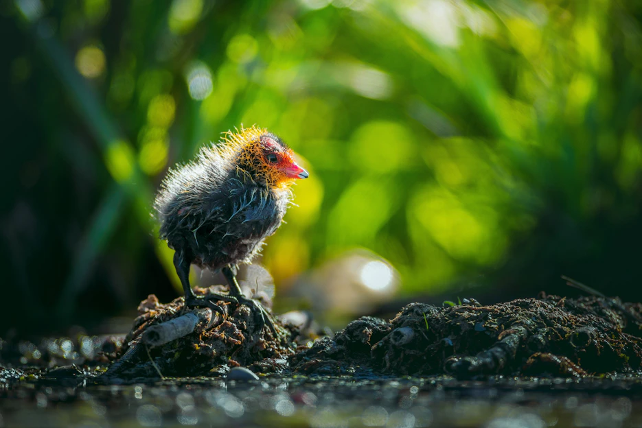 A close-up of a young game fowl chick exploring its surroundings under soft morning light
