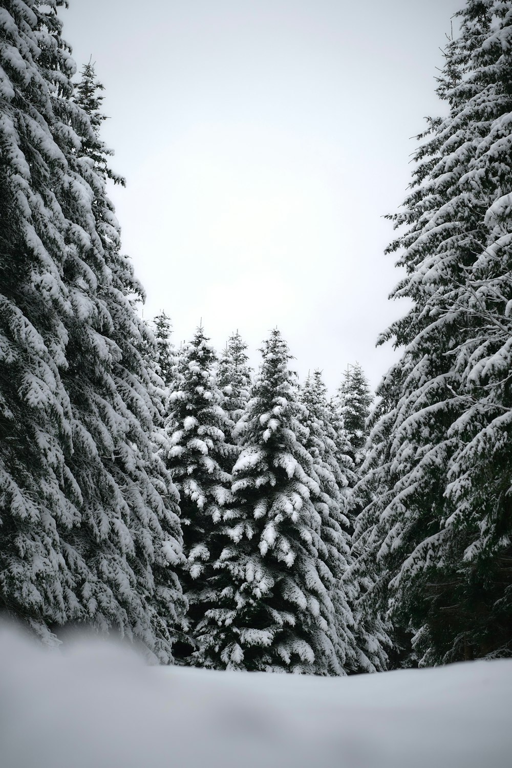 a snow covered forest filled with lots of trees