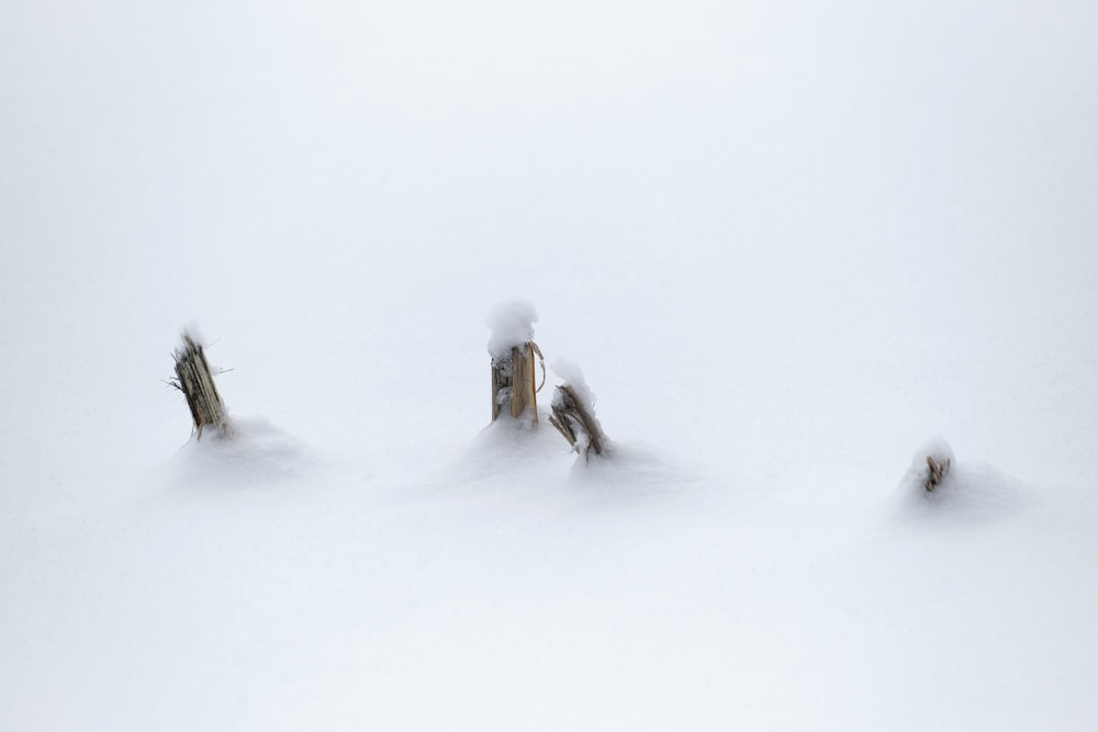 um grupo de pessoas andando de esqui por uma encosta coberta de neve