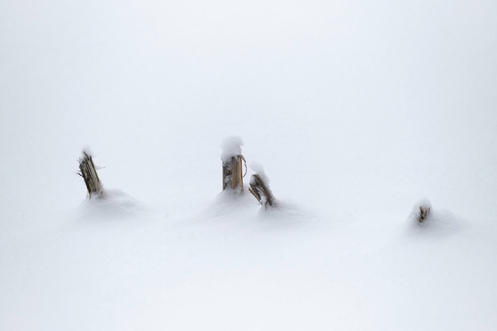 a group of people riding skis down a snow covered slope