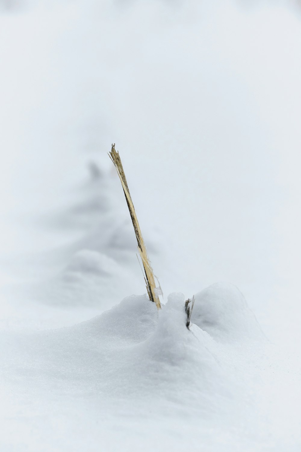 a pair of skis sticking out of the snow