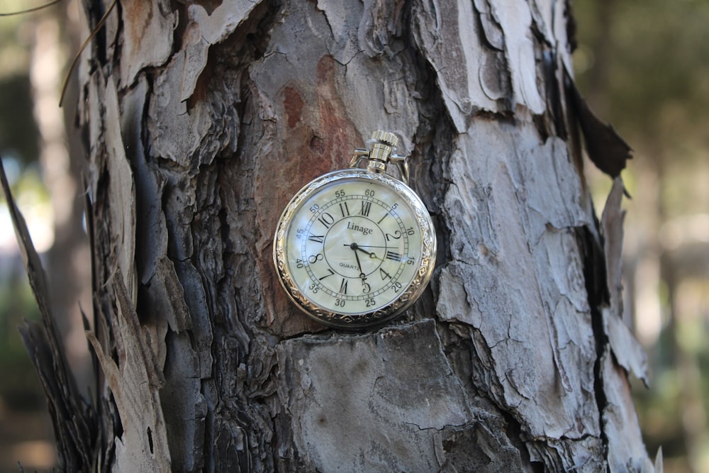 an old pocket watch hanging on a tree