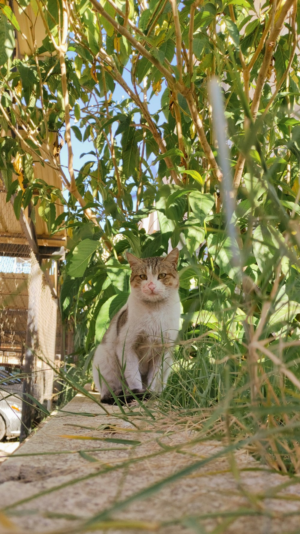 a cat sitting in the shade of a tree