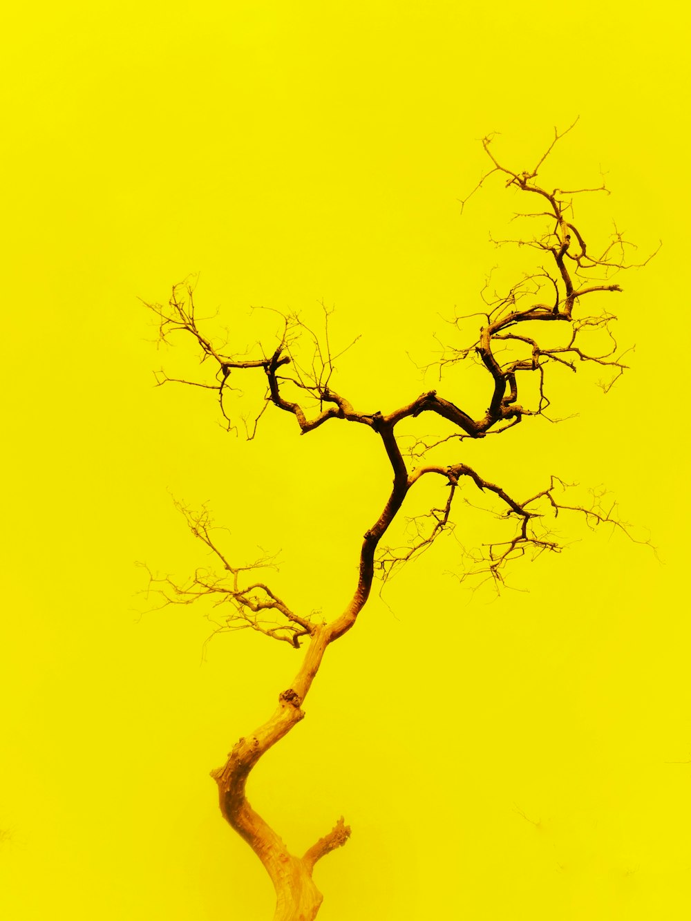 a bare tree against a yellow background