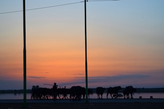 Sunset silhouette of farm workers and livestock against the horizon in Pointe-Noire