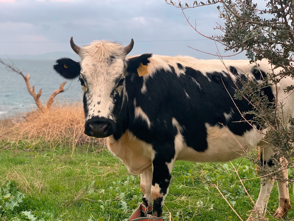 a black and white cow standing on top of a lush green field