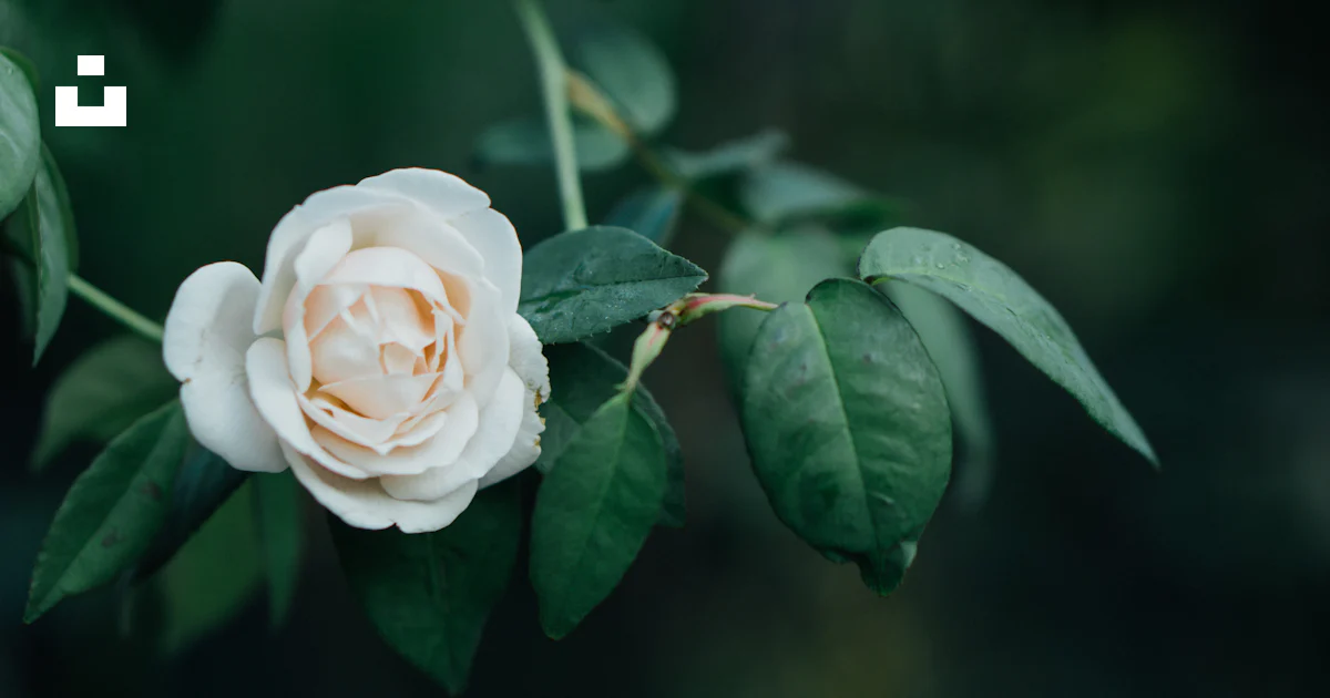 Foto Una rosa blanca con hojas verdes en una rama – Imagen Java Central ...
