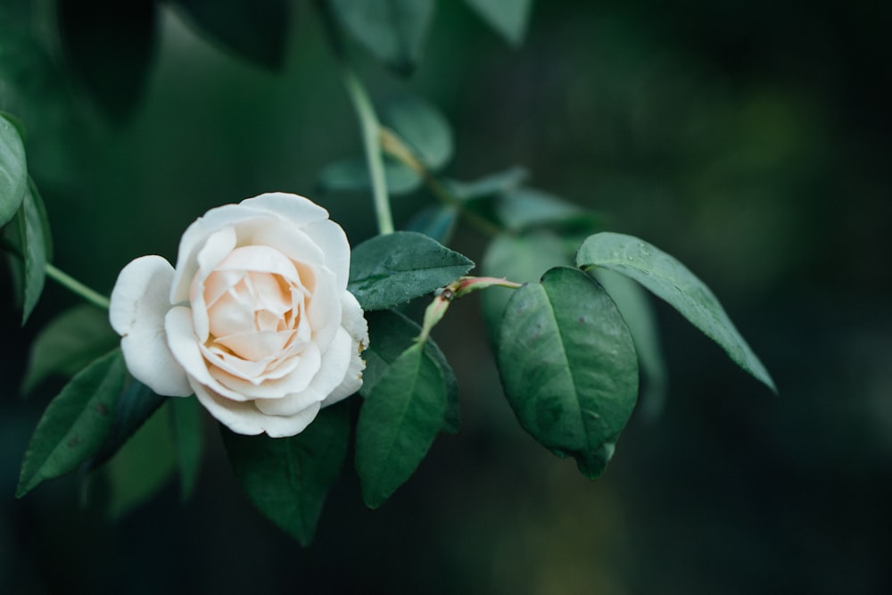 a white rose with green leaves on a branch
