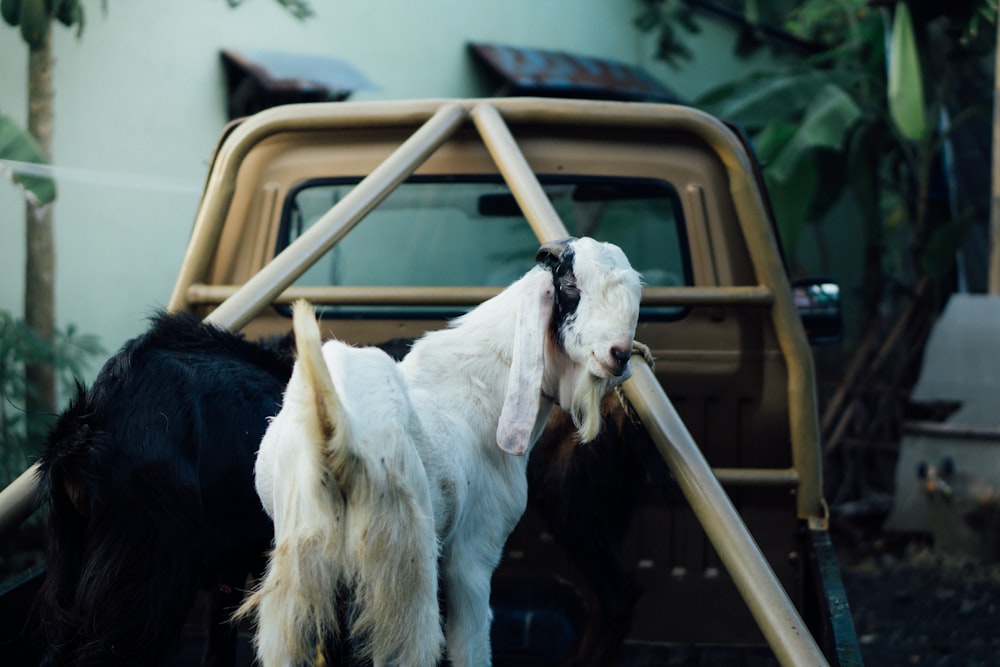 a goat with long horns standing in the back of a truck