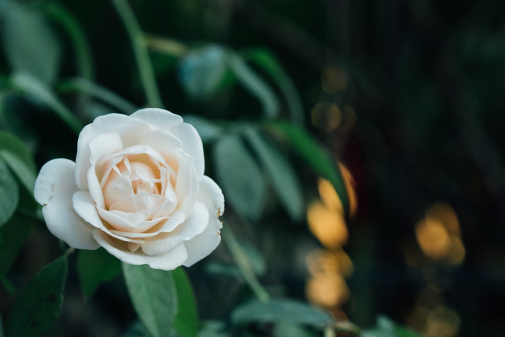 a white flower with green leaves in the background