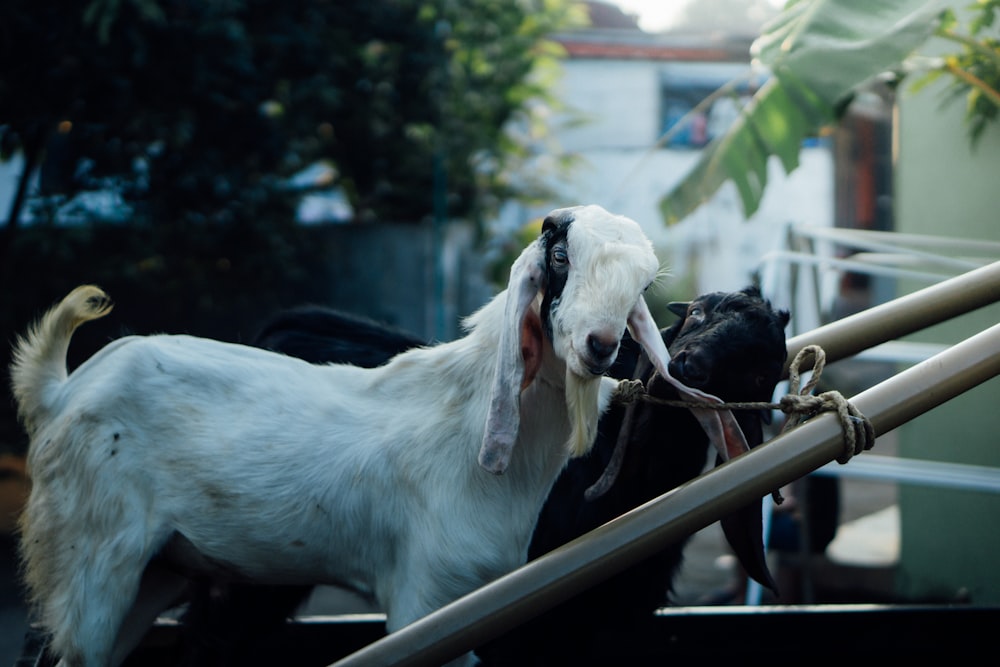 a goat and a dog are standing on a ramp