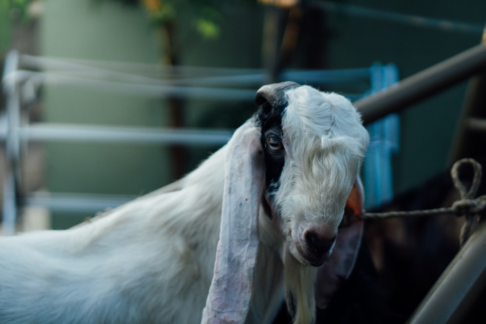 a white goat with a black face standing next to a fence