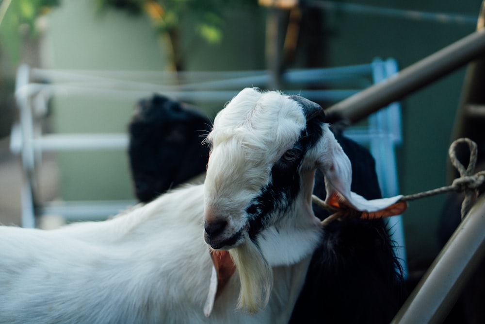 a black and white goat standing next to a fence