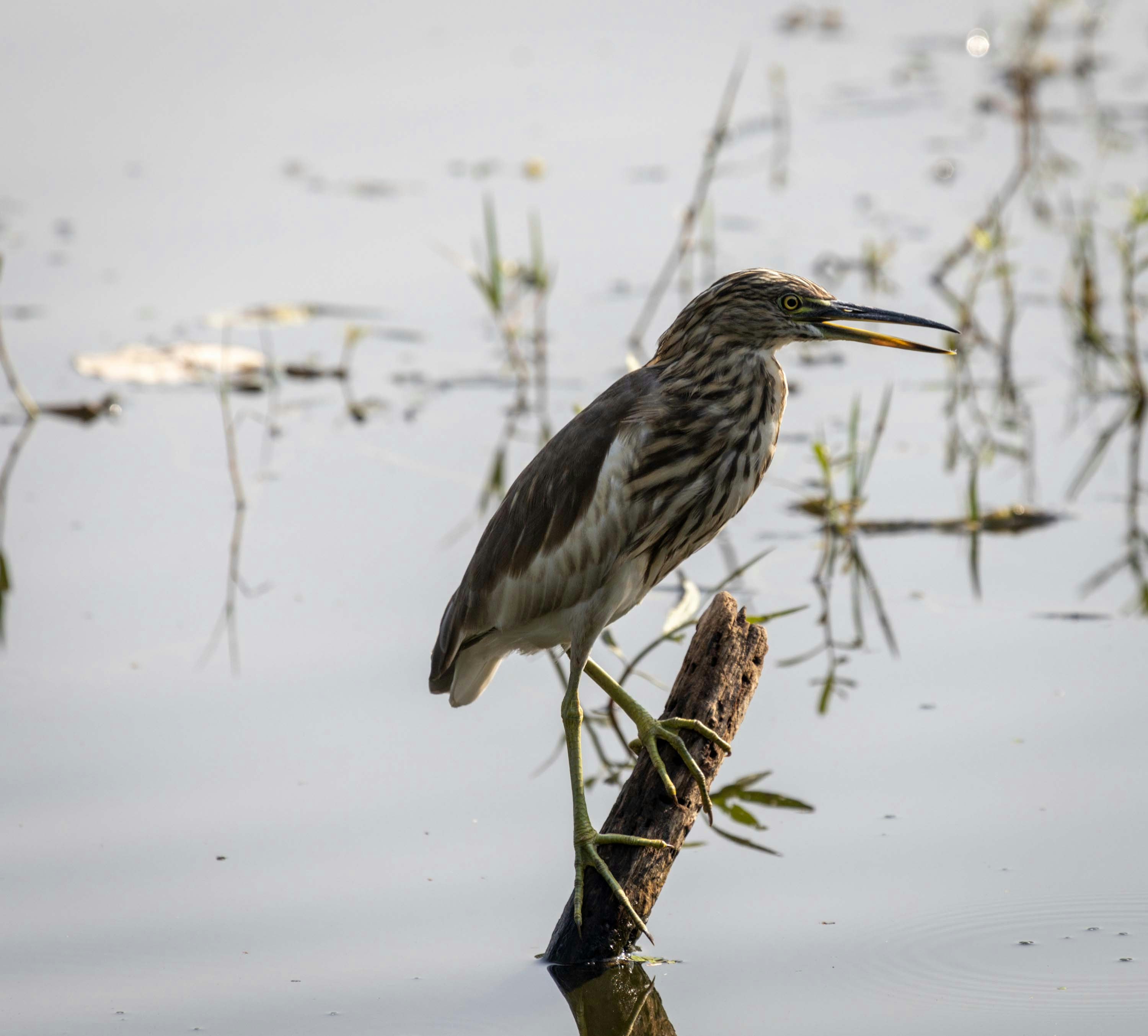 Photo by tapanstock123