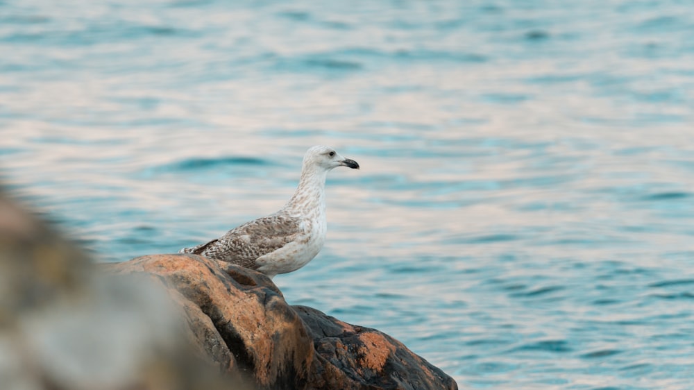 a seagull sitting on a rock in the water