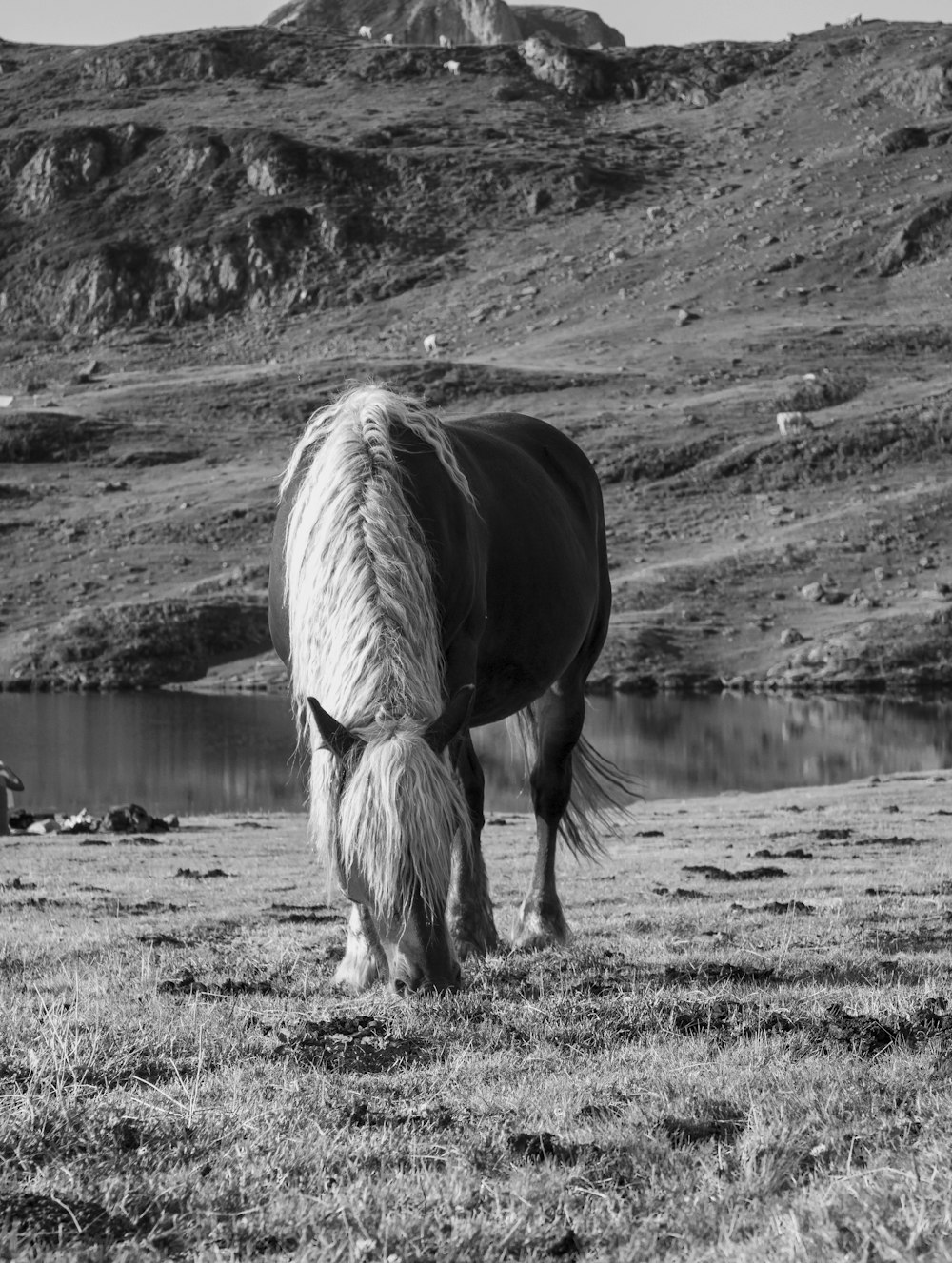 uma foto em preto e branco de um cavalo pastando em um campo