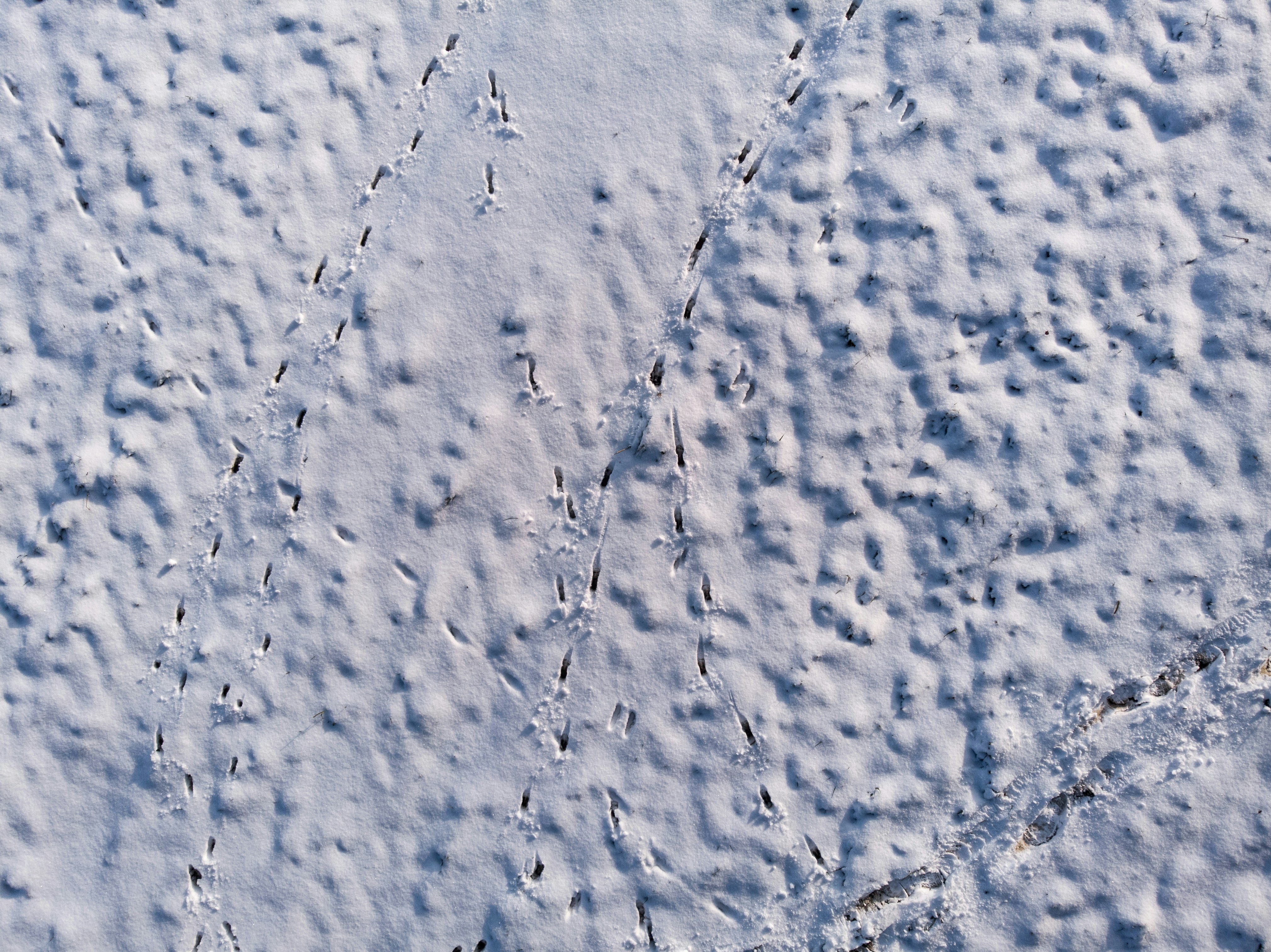 Microbial Highways: Pathogen Movement in a Connected World (image credits: unsplash)