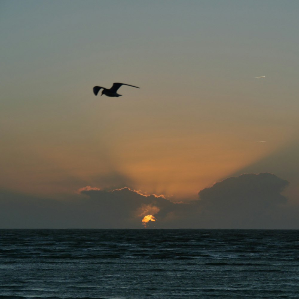 a bird flying over the ocean at sunset