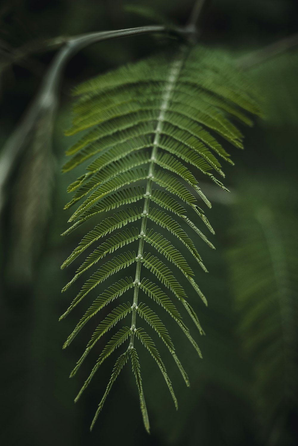 a close up of a green leaf on a tree