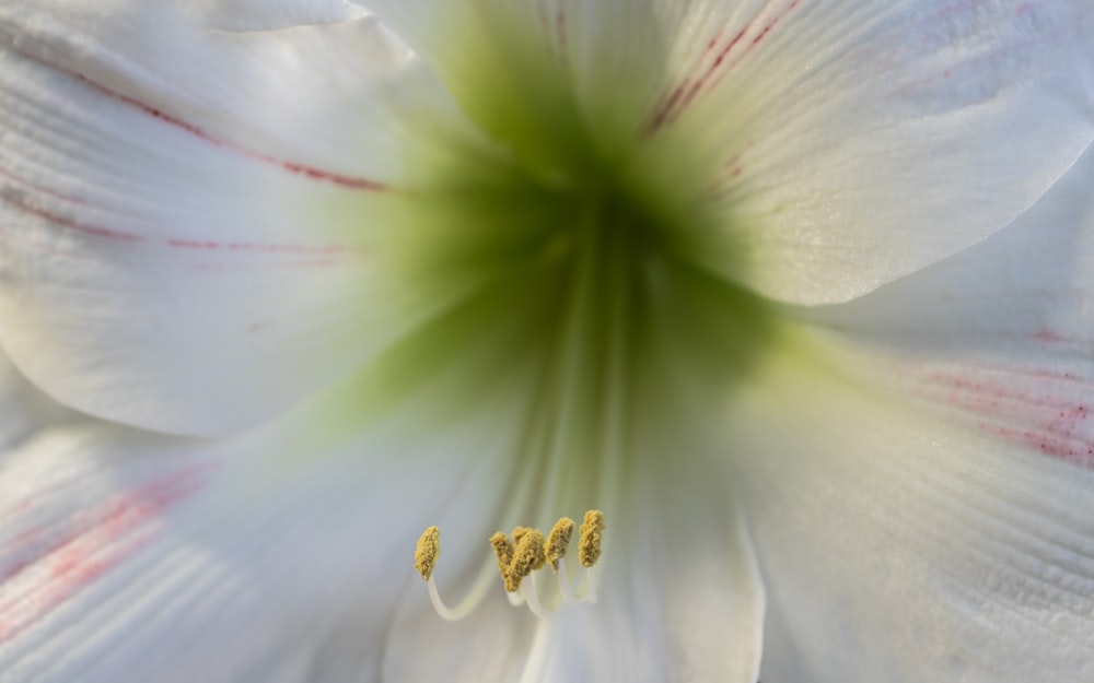 a close up of a white flower with a green center