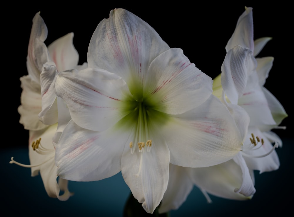 a close up of a white flower on a black background