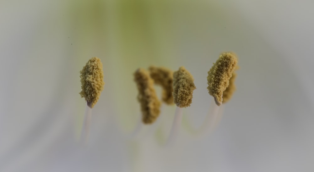 a close up of a group of small flowers