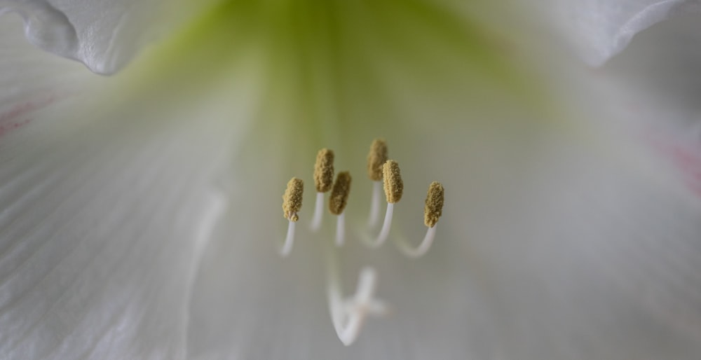 a close up of a white flower with a green center