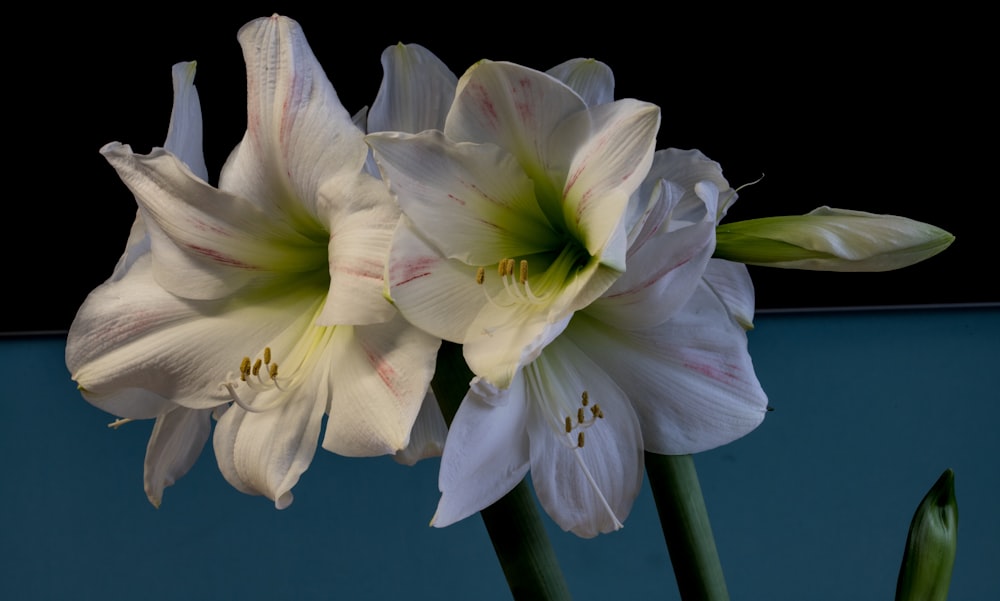 a couple of white flowers sitting next to each other