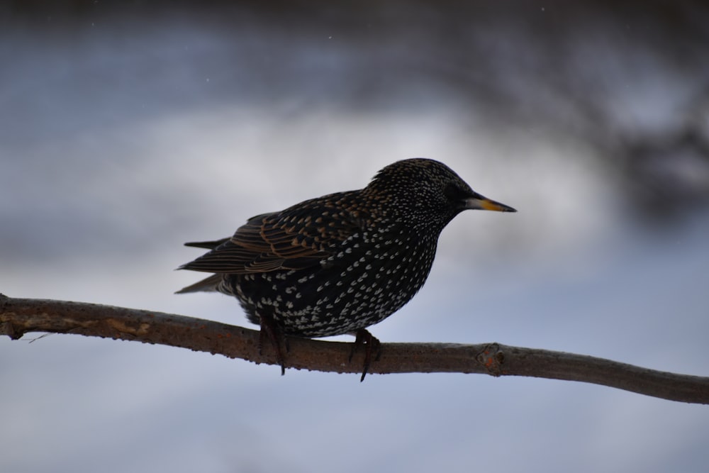 a small black bird sitting on a branch