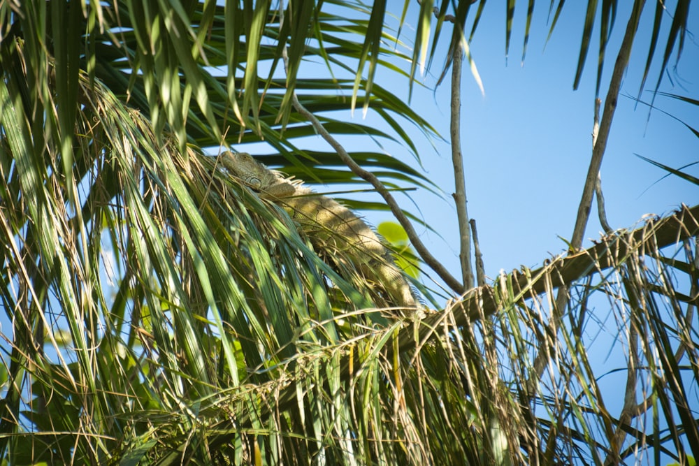 a bird perched on top of a palm tree