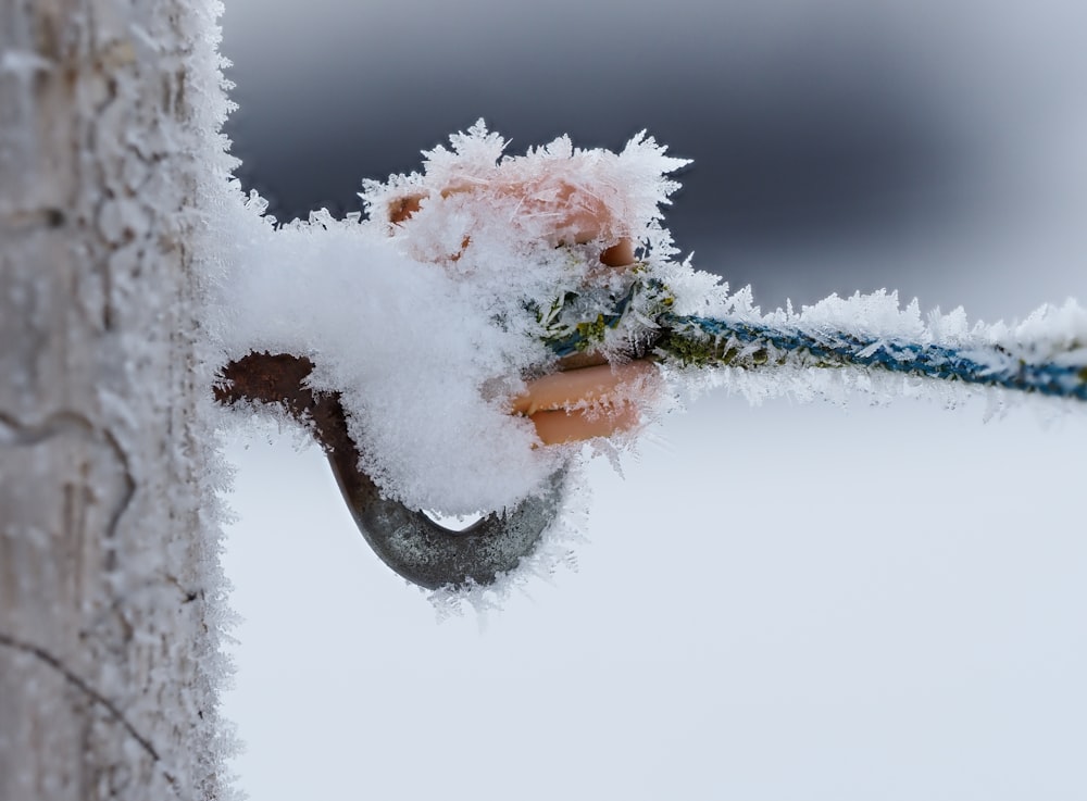 a close up of a snow covered tree branch