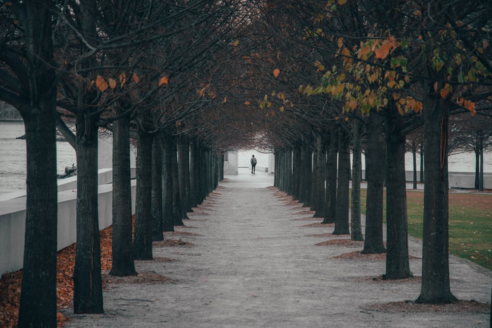 a person walking down a path lined with trees