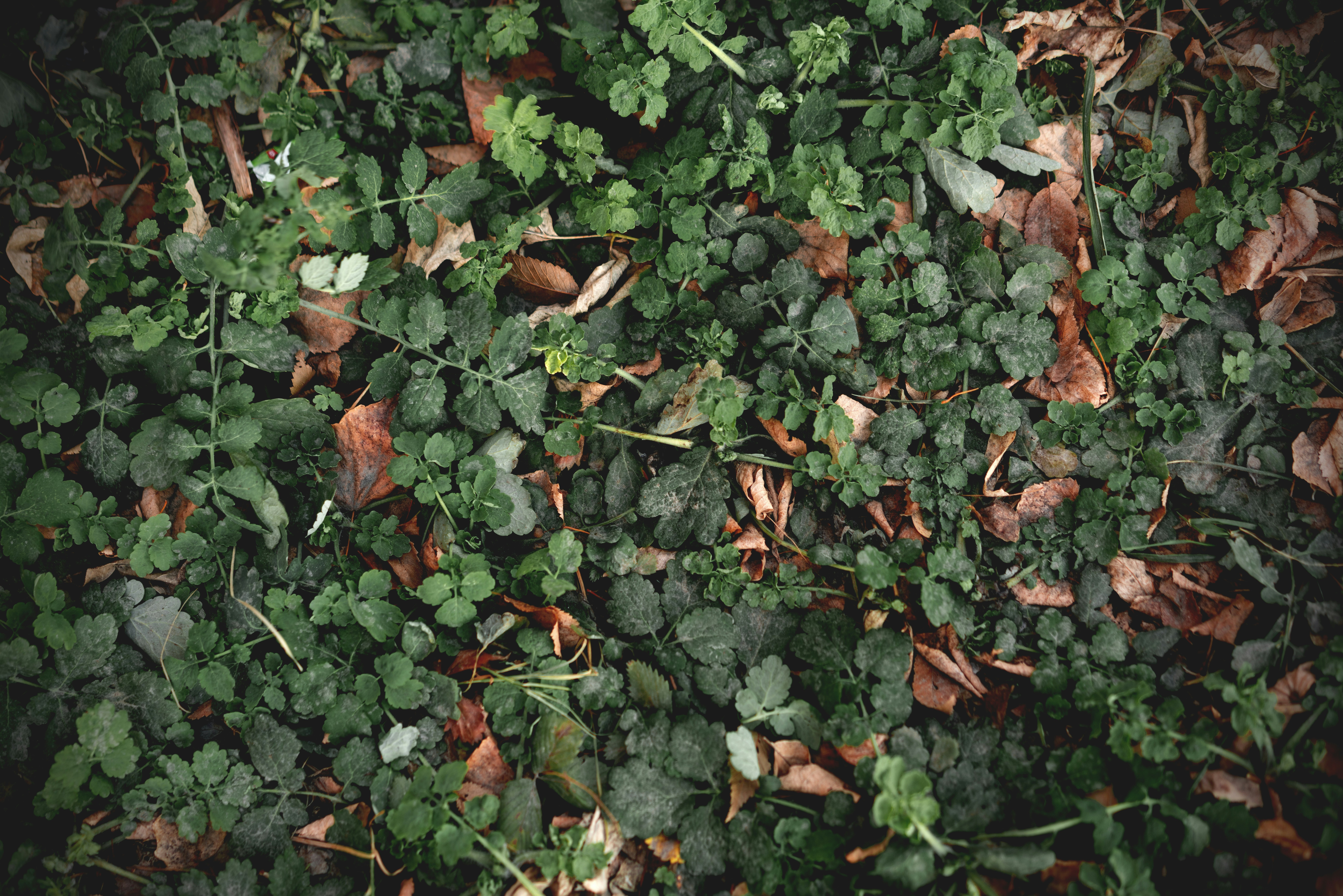 Photo by fairycarousel