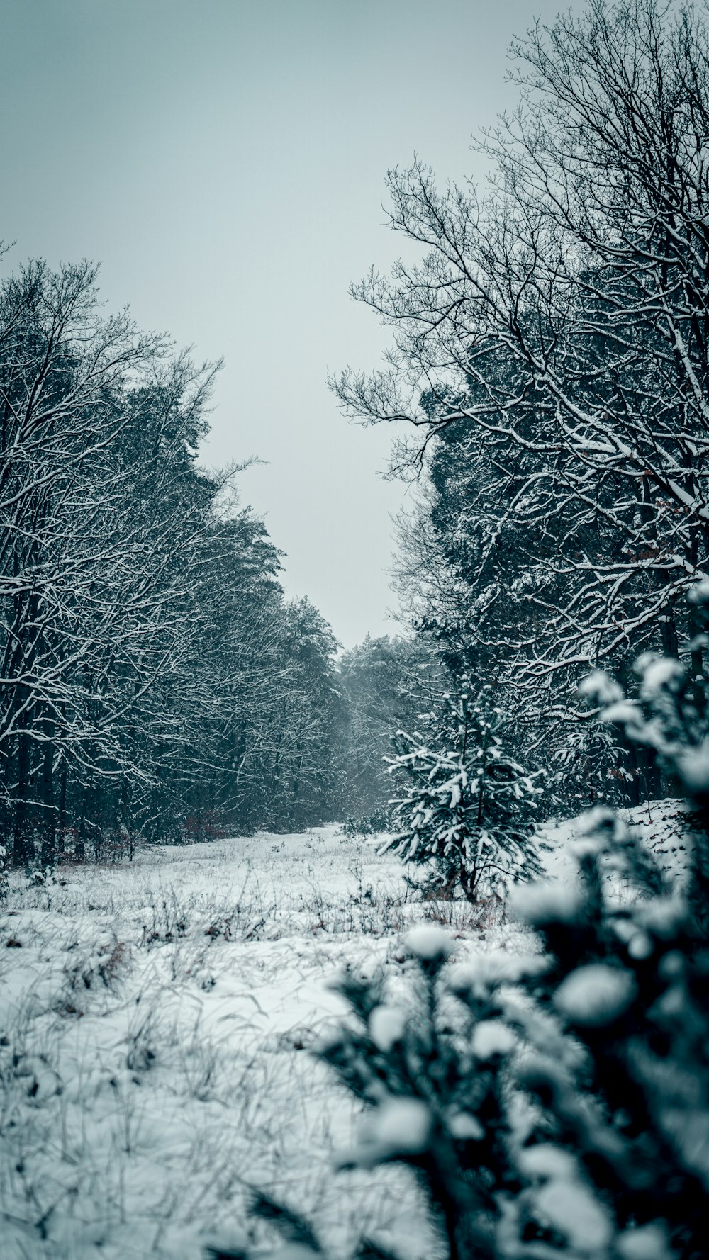 a snow covered road surrounded by trees and bushes