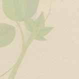 A minimalist design featuring a soft green leaf icon.